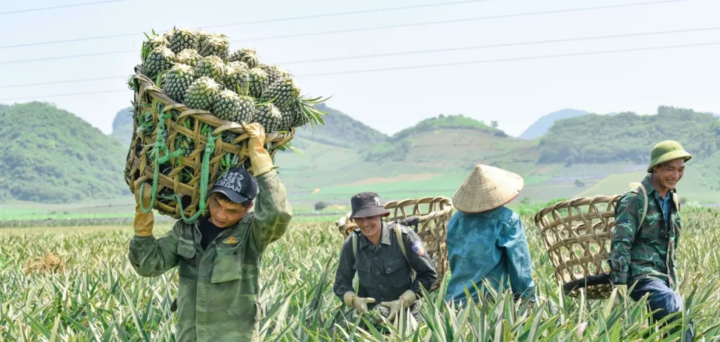 Nông dân đang thu hoạch dứa